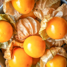 Physalis